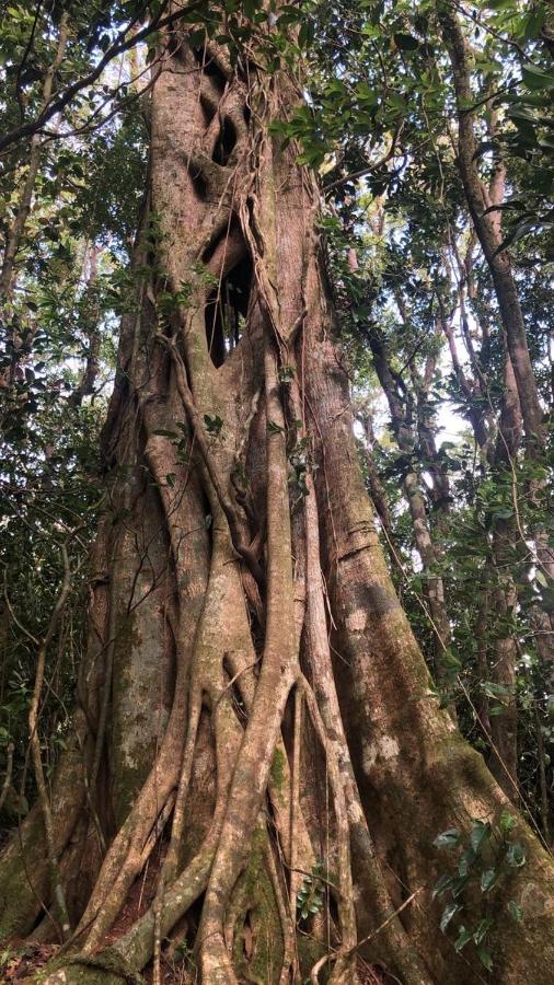 Cantos Del Bosque Monteverde Esterno foto