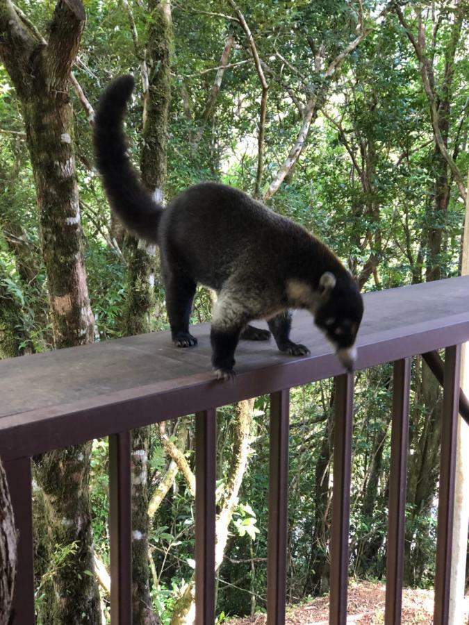 Cantos Del Bosque Monteverde Esterno foto